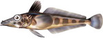 점무늬빙어, Ocellated Icefish (Chionodraco rastrospinosus)
