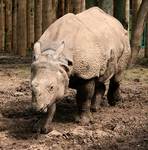 [Rare Animals] Javan rhinoceros, Sunda rhinoceros (Rhinoceros sondaicus)