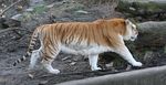 [Rare Animals] Golden Tabby Tiger / Strawberry Tiger (Panthera tigris tigris)
