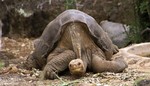 [Rare Animals] Pinta Island tortoise, Pinta giant tortoise (Chelonoidis nigra abingdonii)