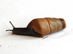 Decollate snail (Rumina decollata)