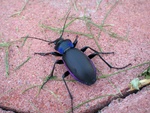 Violet ground beetle (Carabus violaceus)