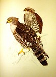 African cuckoo-hawk / African baza, (Aviceda cuculoides)