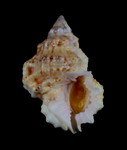 Wine-mouth frog shell, Bursa rhodostoma