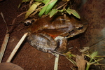 Savage's thin-toed frog (Leptodactylus savagei)
