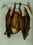 Mortlock flying fox (Pteropus pelagicus)