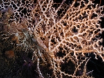 Zigzag coral (Madrepora oculata) and squat lobster