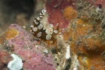Squat anemone shrimp (Thor amboinensis)
