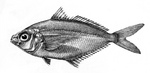 Longfin mojarra (Pentaprion longimanus)