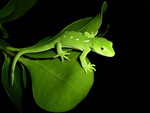 Wellington green gecko, Naultinus elegans punctatus