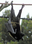 Livingstone's fruit bat (Pteropus livingstonii)