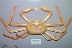 Chionoecetes tanneri Rathbun, 1893 – grooved tanner crab