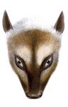 Great flying fox (Pteropus neohibernicus)