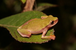 Elianeae Treefrog (Dendropsophus elianeae)