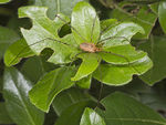 Common Harvestman (Phalangium opilio)