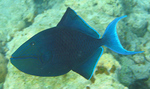 Redtoothed triggerfish (Odonus niger)