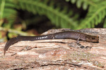 Del Norte salamander (Plethodon elongatus)