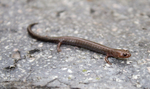 Ravine salamander (Plethodon richmondi)