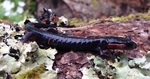 Red-cheeked salamander (Jordan's salamander) (Plethodon jordani)