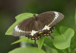 Canopus swallowtail (Papilio fuscus)