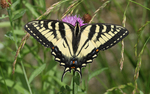 Canadian tiger swallowtail (Papilio canadensis)