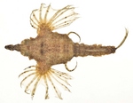 Little dragonfish / short dragonfish (Eurypegasus draconis)