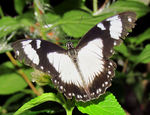 African swallowtail (Papilio dardanus)