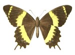 Papilio garamas (swallowtail)
