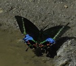 Krishna peacock (Papilio krishna)
