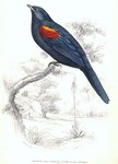 Red-shouldered cuckooshrike (Campephaga phoenicea)