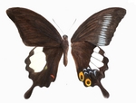 Great Helen ( Papilio iswara)