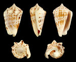Mauritian Conch (Conomurex decorus)