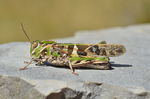 Handsome Cross Grasshopper (Oedaleus decorus)
