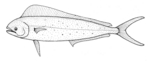 Samson fish (Seriola hippos)