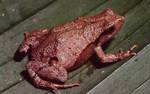 Santa Catharina dwarf frog, Physalaemus nanus