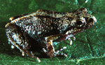 Manabi dwarf frog (Engystomops montubio)