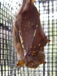 Queensland tube-nosed bat (Nyctimene robinsoni)