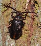 Prionus insularis (Saw longhorn beetle)