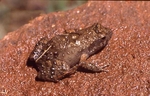 Rio Grande dwarf frog (Physalaemus riograndensis)