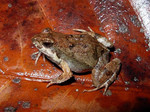 Heatwole's dwarf frog (Physalaemus fischeri)