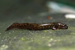 Fischer's clawed salamander, Onychodactylus fischeri