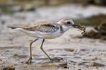 greater sand plover (Charadrius leschenaultii)