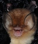 Cuban Lesser Funnel-eared Bat (Chilonatalus micropus)