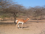 dama gazelle, addra gazelle, mhorr gazelle (Nanger dama)