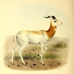 Nanger dama ruficollis (addra gazelle)