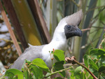 Bare-faced go-away-bird (Corythaixoides personatus leopoldi)