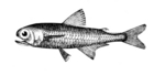 Metallic lanternfish (Myctophum affine)