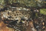 Tyrrhenian painted frog (Discoglossus sardus)
