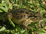 Iberian painted frog (Discoglossus galganoi)