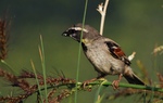 Dead Sea sparrow (Passer moabiticus)